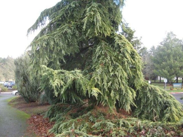 Cedro del Himalaya Pendula - Cedrus deodara pendula - El Nou Garden