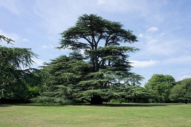 Cedro del Líbano - Cedrus libani - El Nou Garden