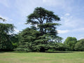 Cedro del Líbano - Cedrus libani - El Nou Garden