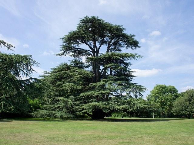 Cedro del Líbano - Cedrus libani - El Nou Garden