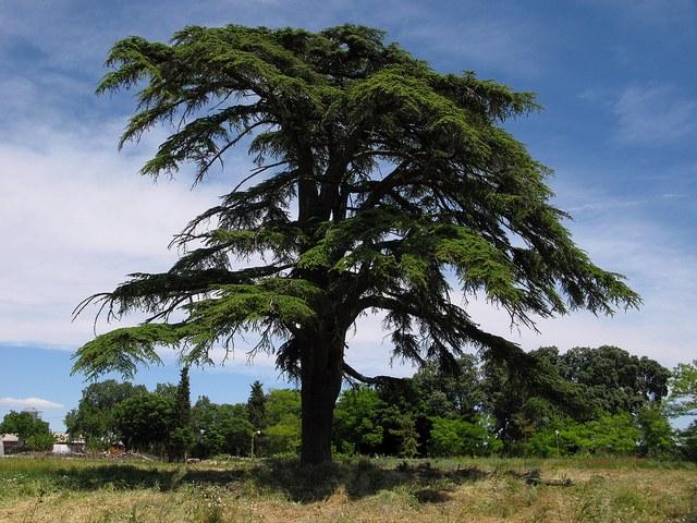 Cedro del Líbano - Cedrus libani - El Nou Garden