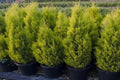 Cedro limón Aurea - Cupressus macrocarpa - El Nou Garden