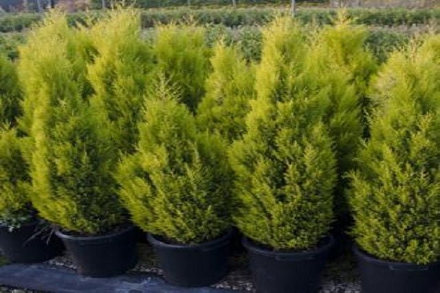 Cedro limón Aurea - Cupressus macrocarpa - El Nou Garden