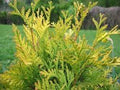 Cedro limón Goldcrest - Cupressus macrocarpa - El Nou Garden