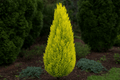 Cedro limón Golden Cone - Cupressus macrocarpa - El Nou Garden