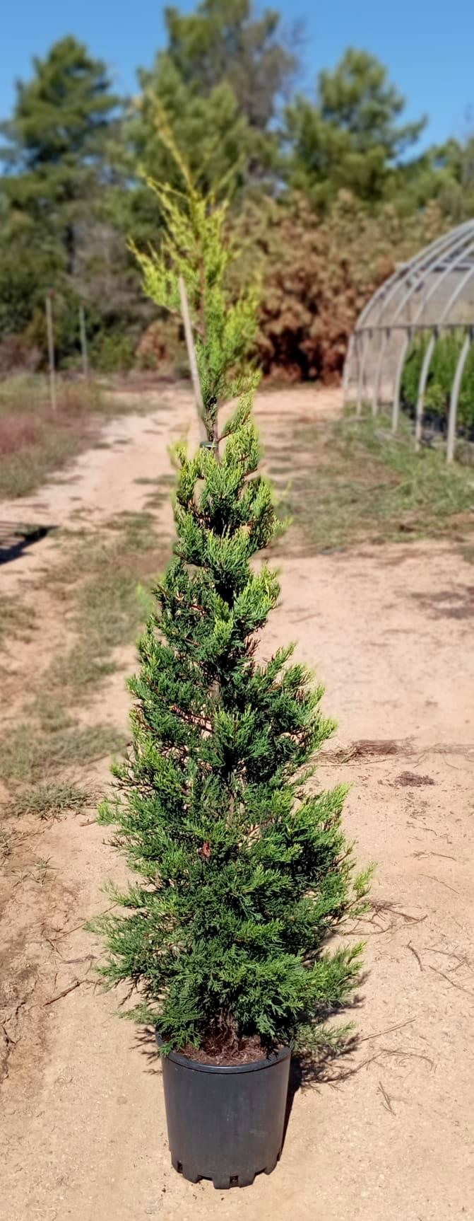 Cedro limón Golden Cone - Cupressus macrocarpa - El Nou Garden