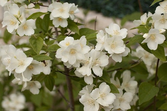 Celindo - Philadelphus virginalis - El Nou Garden