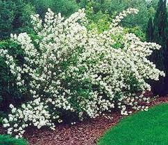 Celindo - Philadelphus virginalis - El Nou Garden