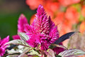 Celosia Caracas - Celosia argentea plumosa - El Nou Garden