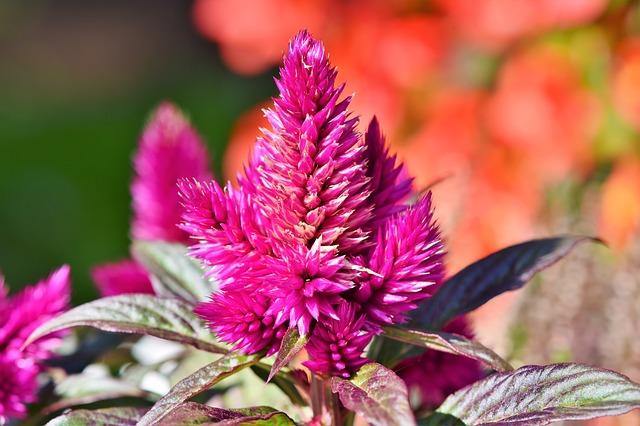 Celosia Caracas - Celosia argentea plumosa - El Nou Garden