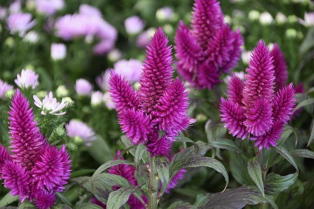 Celosia Caracas - Celosia argentea plumosa - El Nou Garden