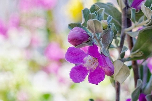 Cenizo - Leucophyllum frutescens - El Nou Garden