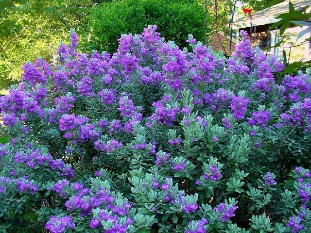 Cenizo - Leucophyllum frutescens - El Nou Garden
