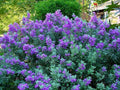 Cenizo - Leucophyllum frutescens - El Nou Garden