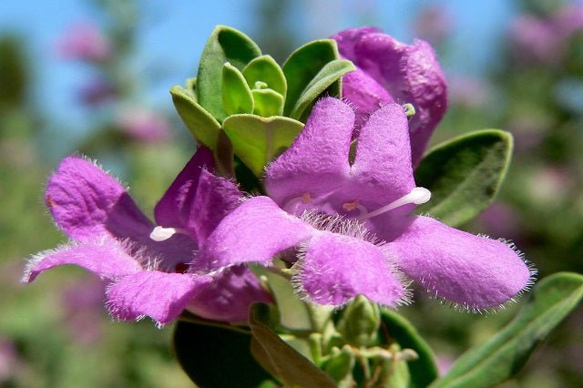 Cenizo Green Cloud - Leucophyllum frutescens Green Cloud - El Nou Garden