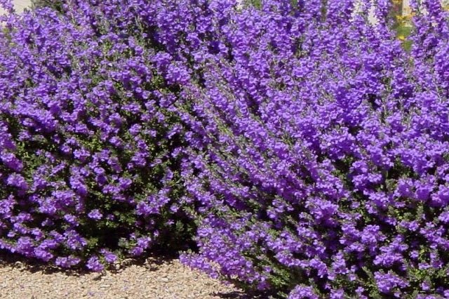 Cenizo Río Bravo - Leucophyllum langmaniae Rio Bravo - El Nou Garden