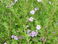 Cenizo Río Bravo - Leucophyllum langmaniae Rio Bravo - El Nou Garden