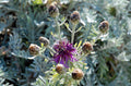 Centaurea - Centaurea pulcherrima - El Nou Garden