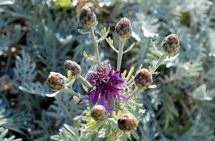 Centaurea - Centaurea pulcherrima - El Nou Garden
