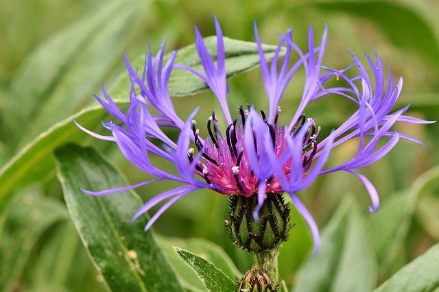 Centaurea - Centaurea pulcherrima - El Nou Garden