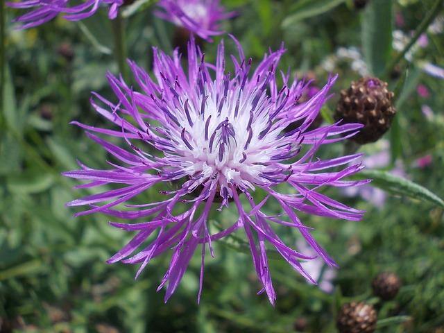 Centaurea - Centaurea pulcherrima - El Nou Garden