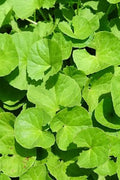 Centella asiatica - Hydrocotyle asiatica - Semillas naturales - El Nou Garden