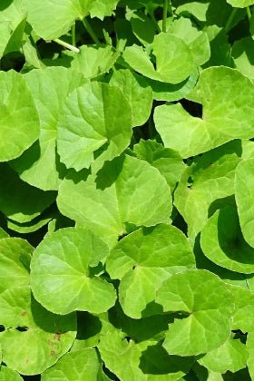 Centella asiatica - Hydrocotyle asiatica - Semillas naturales - El Nou Garden