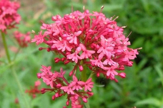 Centranto - Centranthus Ruber - Valeriana roja - El Nou Garden