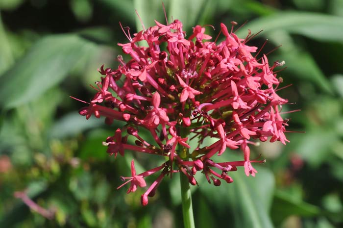 Centranto - Centranthus Ruber - Valeriana roja - El Nou Garden