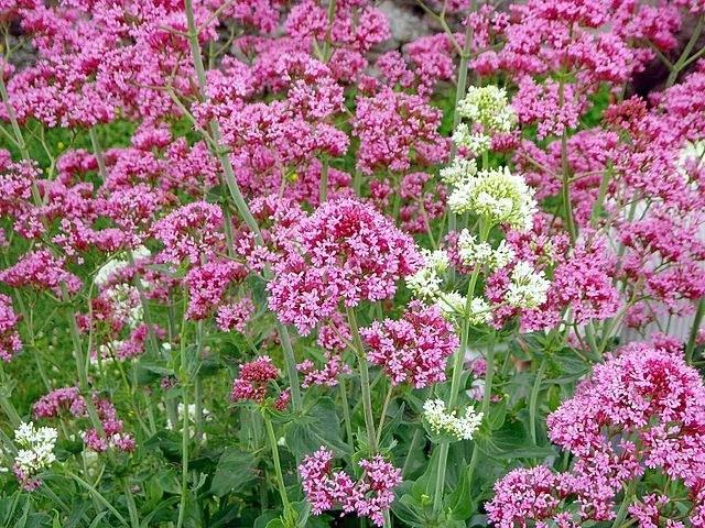 Centranto - Centranthus Ruber - Valeriana roja - El Nou Garden