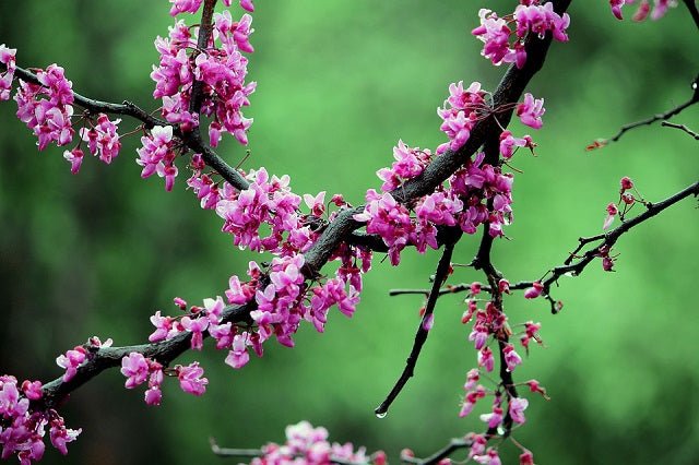 Cercis arbustivo - Cercis chinensis - Redbud de la China - El Nou Garden
