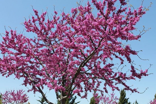 Cercis arbustivo - Cercis chinensis - Redbud de la China - El Nou Garden