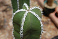 Cereus grande - Pachycereus marginatus - El Nou Garden