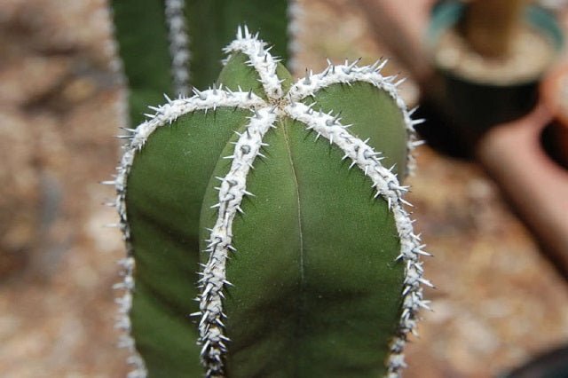 Cereus grande - Pachycereus marginatus - El Nou Garden