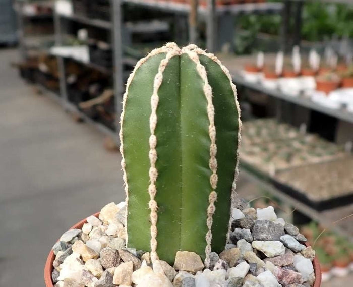 Cereus grande - Pachycereus marginatus - El Nou Garden
