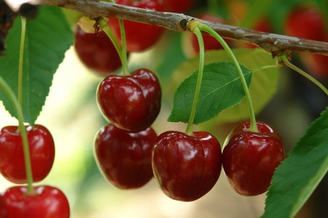 Cerezo 4 - 70 negro precoz - Prunus avium - El Nou Garden