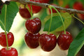 Cerezo 4 - 70 negro precoz - Prunus avium - El Nou Garden