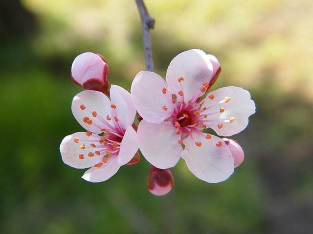 Cerezo 4 - 70 negro precoz - Prunus avium - El Nou Garden