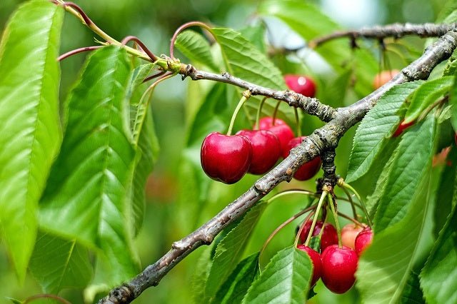 Cerezo 4 - 84 granate - Prunus avium - El Nou Garden