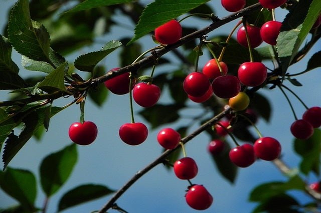 Cerezo 64 - 76 - Prunus avium - El Nou Garden