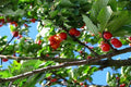 Cerezo B. S. Inazares - Prunus avium - El Nou Garden