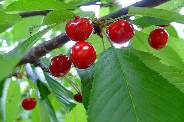 Cerezo Bing - Prunus avium - El Nou Garden