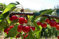 Cerezo Brooks - Prunus avium - El Nou Garden