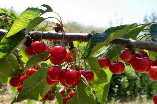 Cerezo Brooks - Prunus avium - El Nou Garden