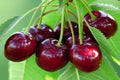 Cerezo Canada Giant - Prunus avium - El Nou Garden