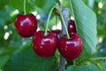 Cerezo Cristalina - Prunus avium - El Nou Garden