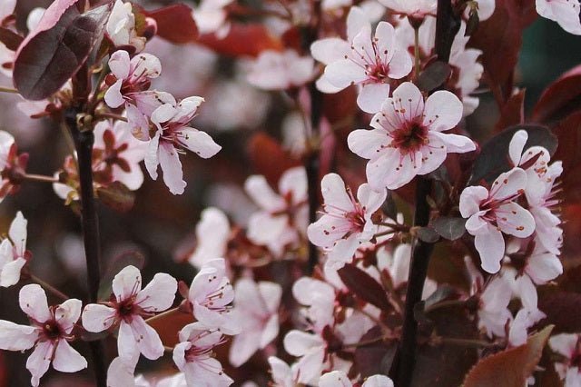 Cerezo de arena hoja púrpura - Prunus cistena - El Nou Garden