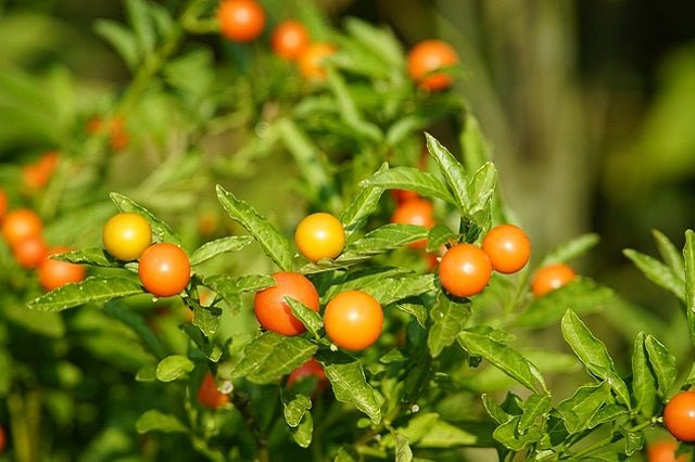 Cerezo de Jerusalén - Solanum pseudocapsicum - El Nou Garden