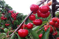 Cerezo Dúo - Cerezas rojas y amarillas - Prunus avium - El Nou Garden