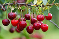 Cerezo Early Bigi - Prunus avium - El Nou Garden